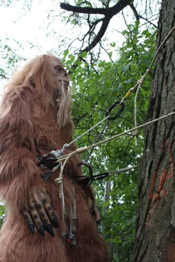 A person dressed in a detailed Sasquatch costume stands next to a tree with ropes and the Ape Canyon Outfitters 8mm Oplux Lineman Belt attached. The individual appears to be engaging in some form of outdoor activity, surrounded by green foliage.
