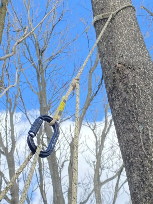 An Ape Canyon Outfitters 8mm Oplux Tether System with 3 Stage Quick Lock Carabiner is securely attached to a series of ropes tied around a tall tree trunk. The background features bare branches of other trees and a partly cloudy, blue sky.