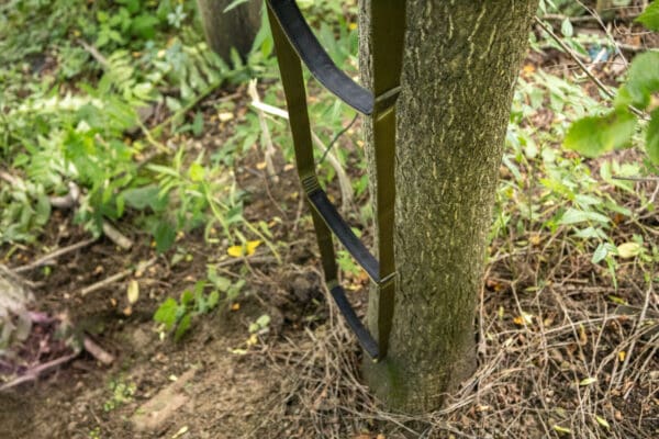 A tree with an Ape Canyon Outfitters 3 Step Aider attached wraps around its trunk. The area surrounding the tree is lush with green foliage and brown fallen leaves on the ground. The ladder appears to be used for climbing the tree in an outdoor setting.